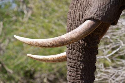 原创大象的牙也会跑偏远古象类牙齿五花八门看起来怪怪的