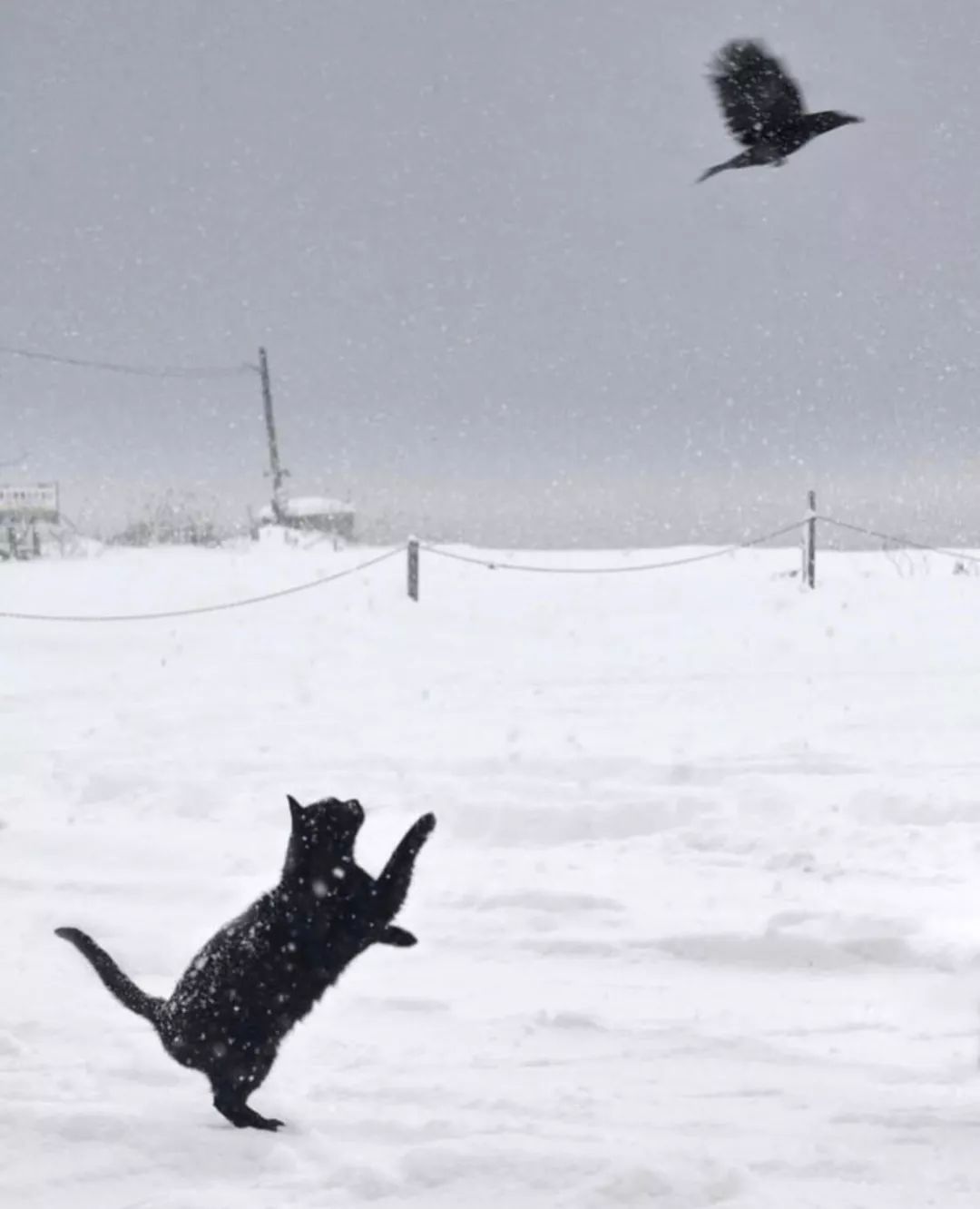 滑雪、看海、打地洞…原来北海道的流浪猫是这么过冬的！