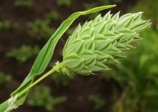 金黄草 canary grass 学名:phalaris canariensis 科属名:禾本科虉草