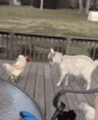 0e3d81933d96455c9c3e9ed357ed587f.jpeg