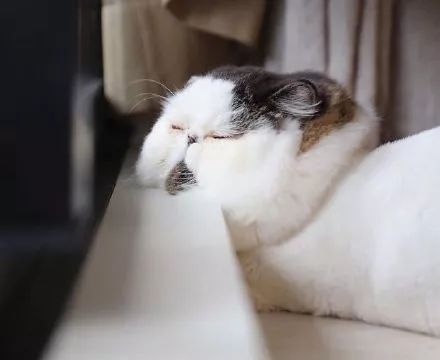 一只每天都想睡觉的喵星人,圆滚滚胖乎乎