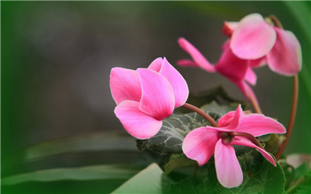 2020年各属相运程排名_2020年11月4日十二生肖运势:生肖虎身段运势普通,生肖