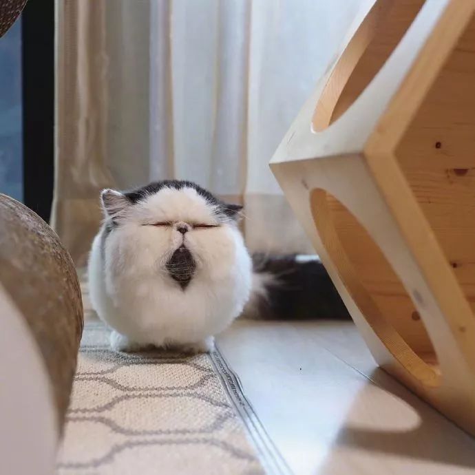 一只每天都想睡觉的喵星人,圆滚滚胖乎乎