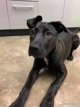 立耳朵的狗狗 568fd27920834b06b246b9af9c6ef5a6.jpeg