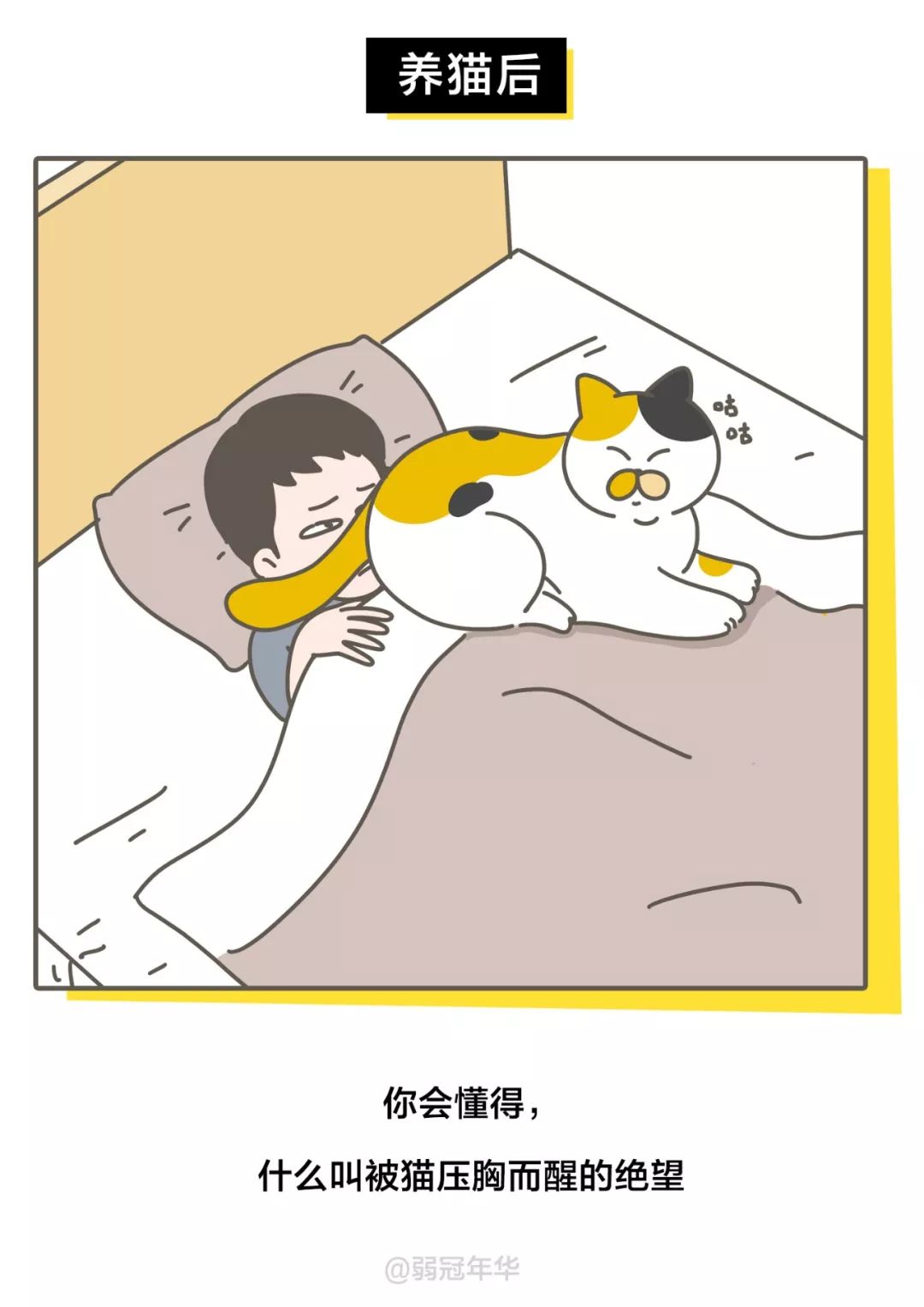 当代人养猫前后的对比，可太真实了！