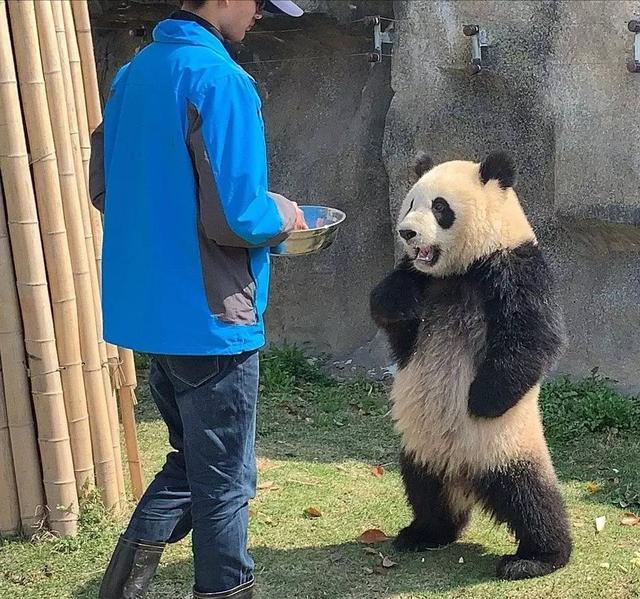 熊猫叉腰表情包合集|请注意你跟老子说话的态度