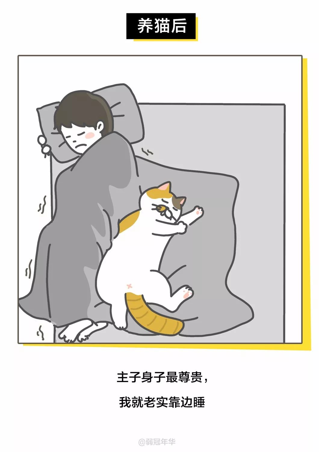 当代人养猫前后的对比，可太真实了！