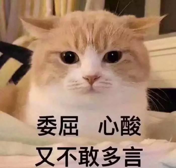 “我家猫，竟然让我给它准备钱养老…”