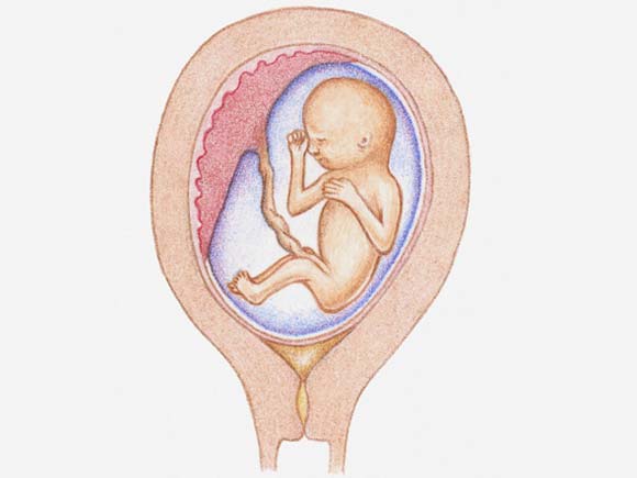 怀孕110个月胎儿生长发育图