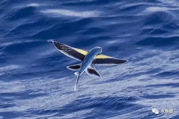 飞鱼   pinterest.com