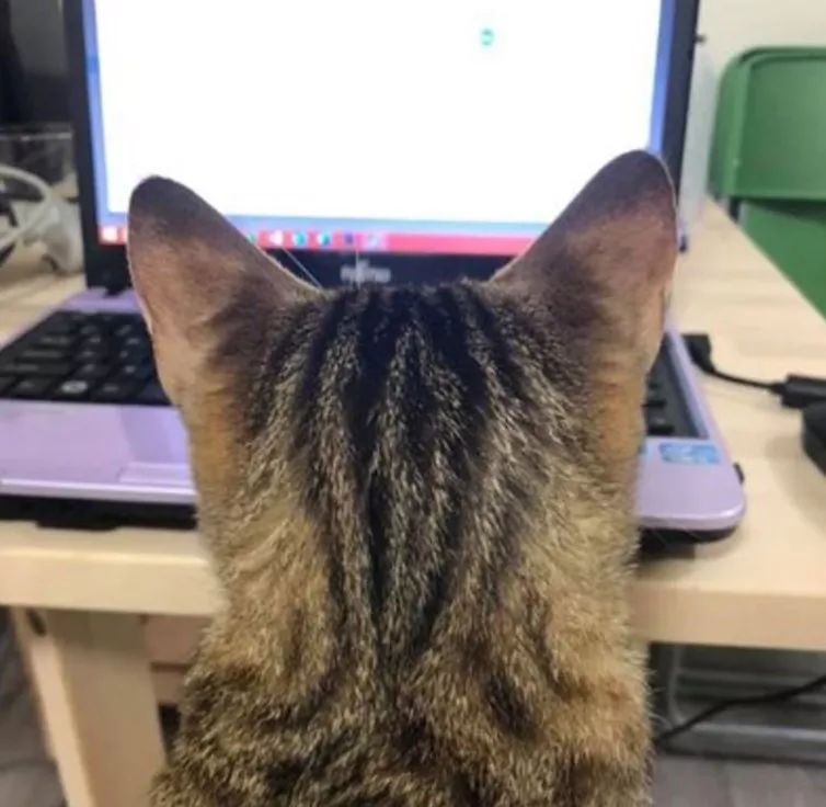“在家办公，你问过猫的意见嘛？”