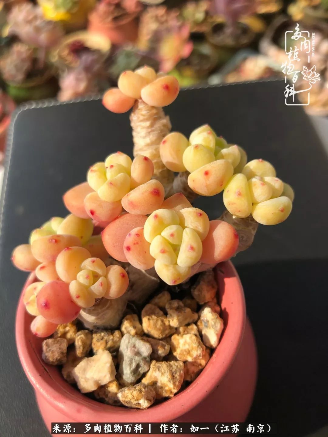 桃花源