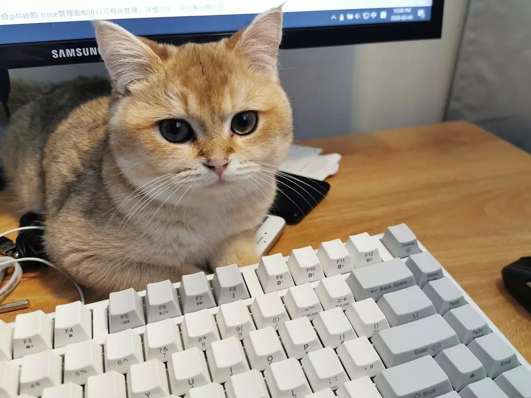 “在家办公，你问过猫的意见嘛？”