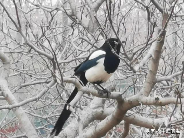 小孩把枣核吞下去了怎么办