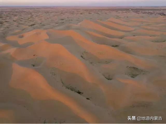 七人口沙漠刺_一叶七刺图片