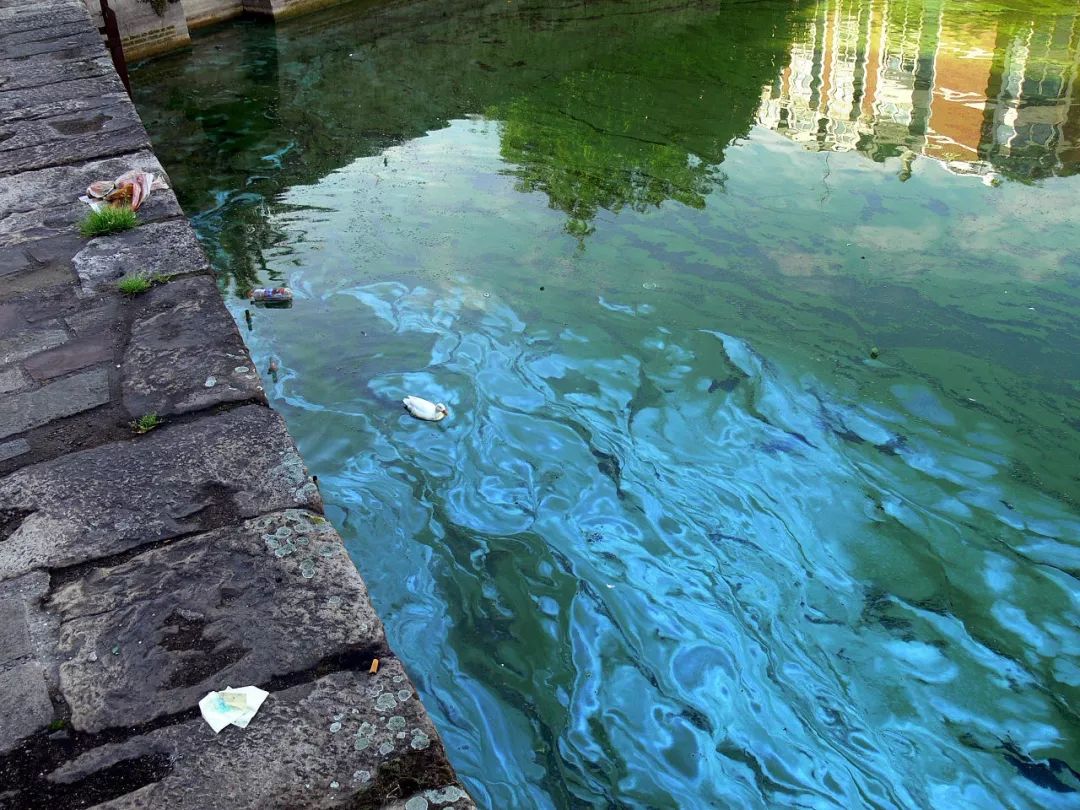 水华现象