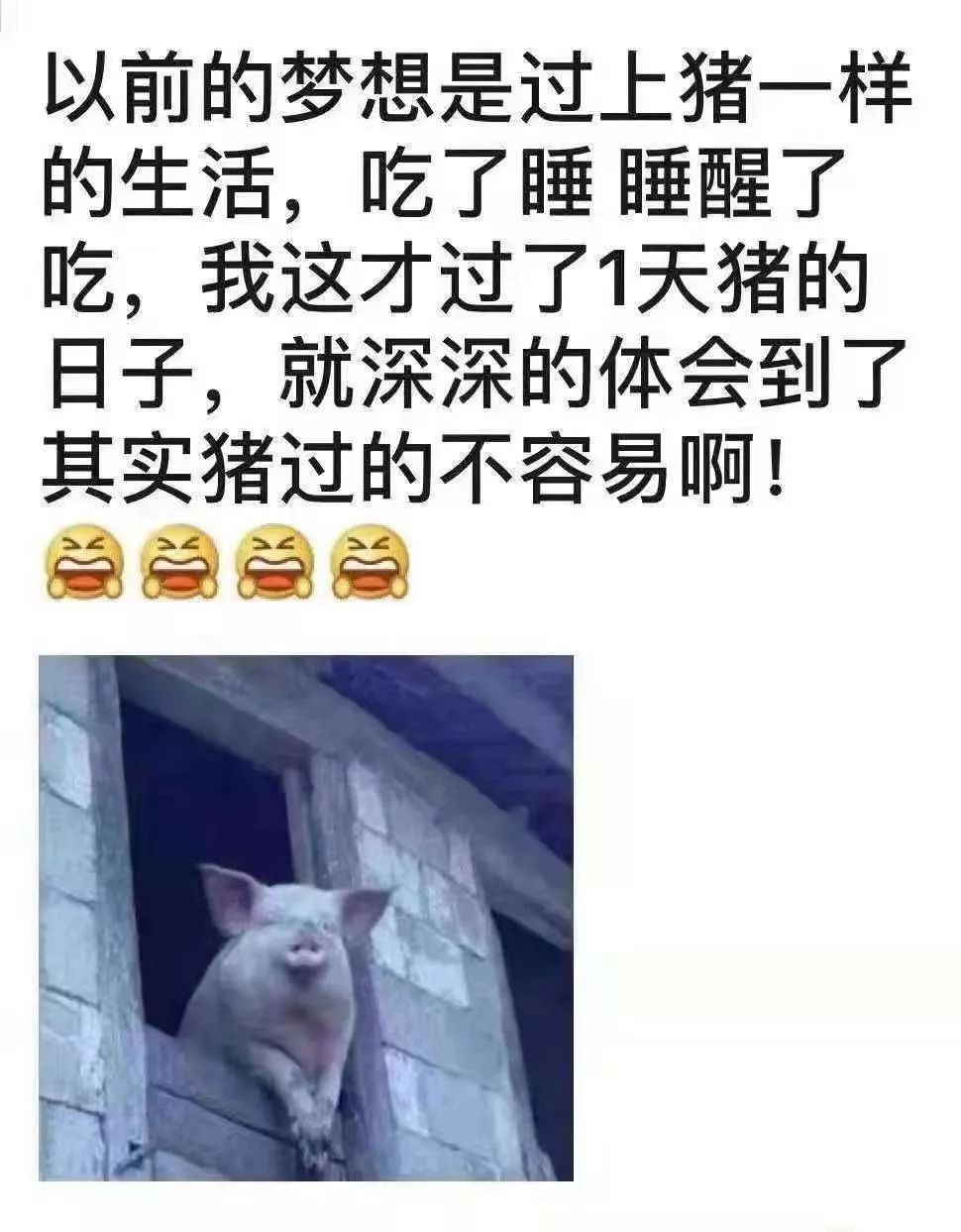 猪可以组成什么成语_猪的消化系统组成图(3)