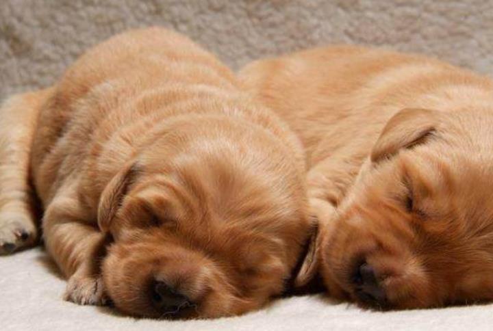 如何让狗狗吃饱不再吃 144db72b0b184fa9848d351921911865.jpeg