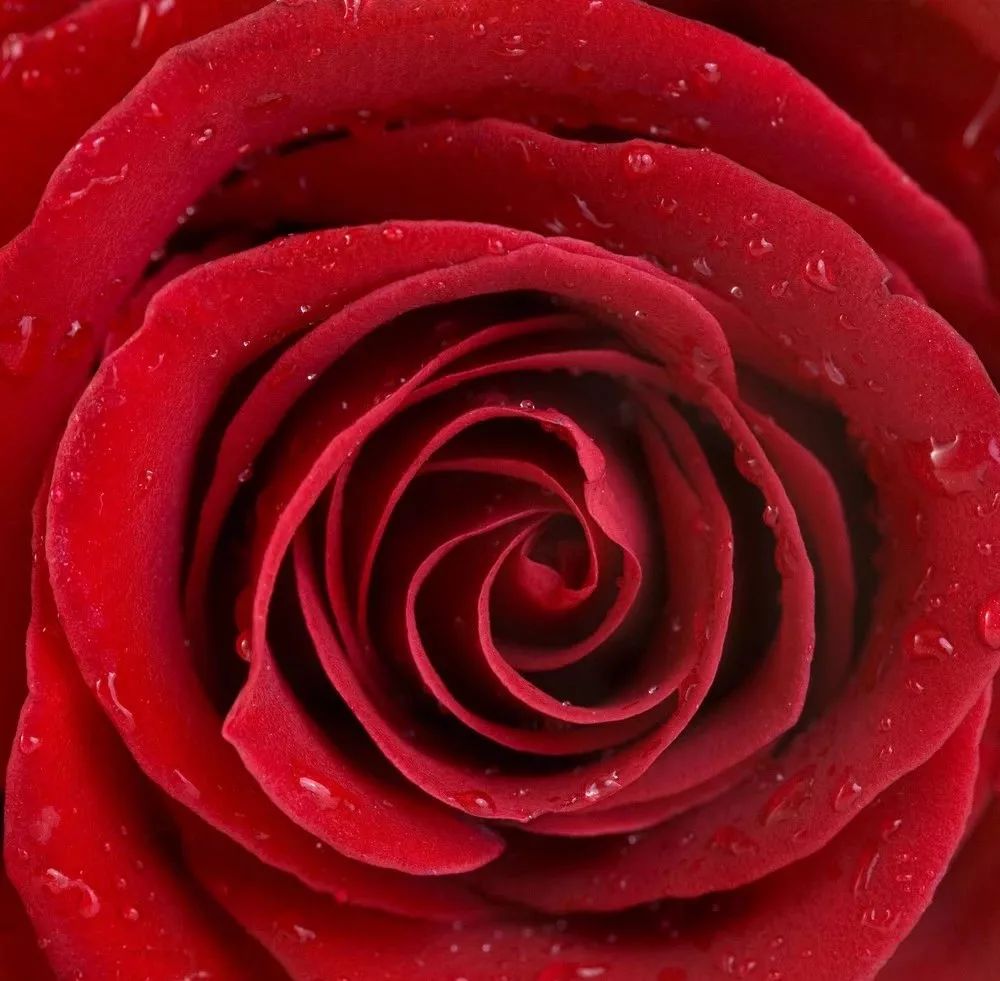 原创舌尖上的爱情之花:玫瑰