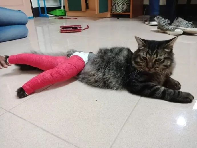 猫猫因前脚骨折被打上石膏，画风突然就变了