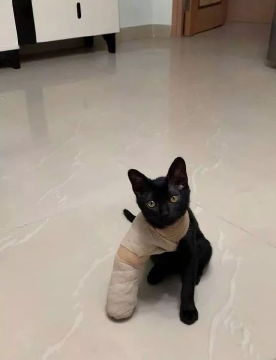 猫猫因前脚骨折被打上石膏，画风突然就变了