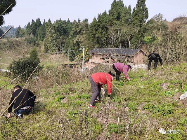 犍为!春耕,春种,春忙_村民