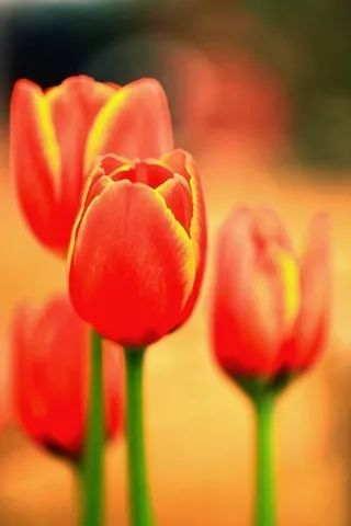 情人节 | 10首纯音乐，祝你情人节快乐！