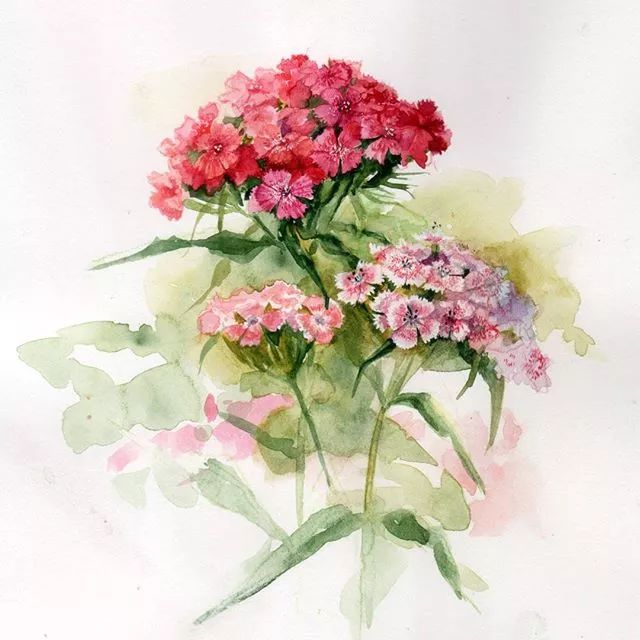 生活如花,水彩花卉是你无法拒绝的诱惑!