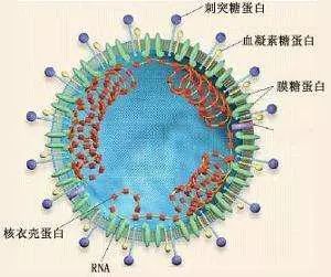 新冠病毒感染为什么无症状