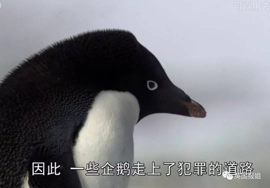 著名表情包如果说别的企鹅是可盐可甜,那么阿德利就是真的盐.