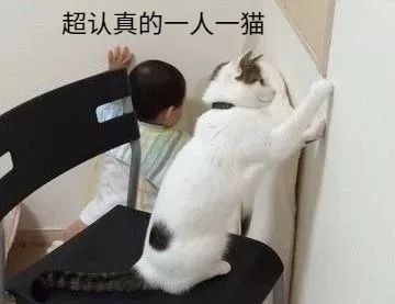 “和猫一起长大的孩子，都特、别、熊！”