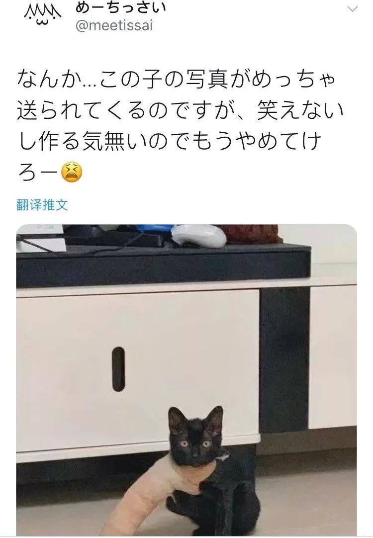 猫猫因前脚骨折被打上石膏，画风突然就变了