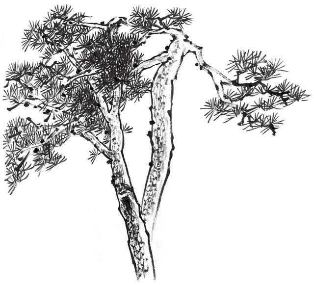 继续添加松针,松针成组排列,有圆形,也有扇形的.