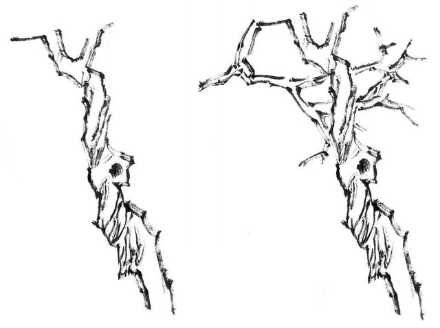 用同样的方法继续勾勒枝干,用皴笔表现树干的纹理,勾画出节疤.