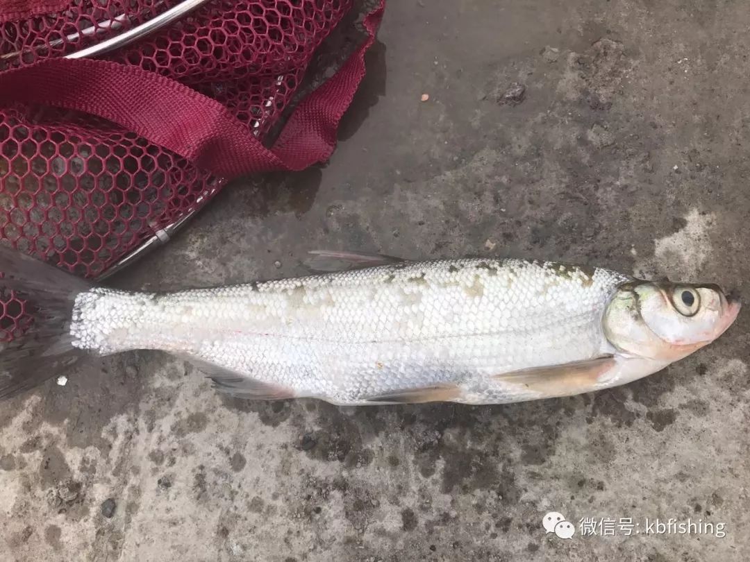 鱼多久能适应水温 b6c0446bad8a43ddbd75469eab73f19c.jpeg