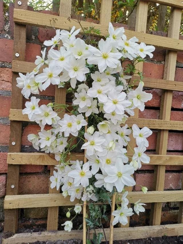 想要铁线莲花开100朵,这几个要点学习一下