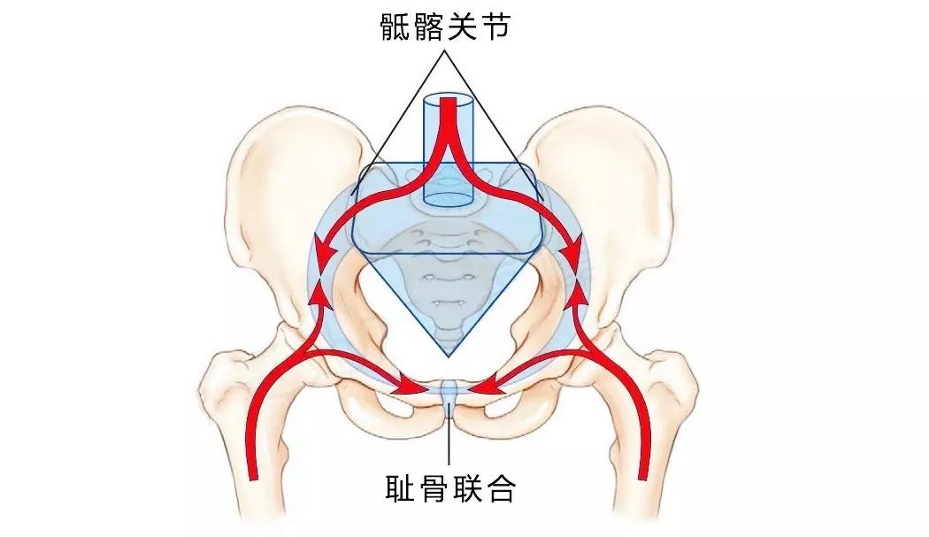 大多数腰痛其实都是骨盆的罪过