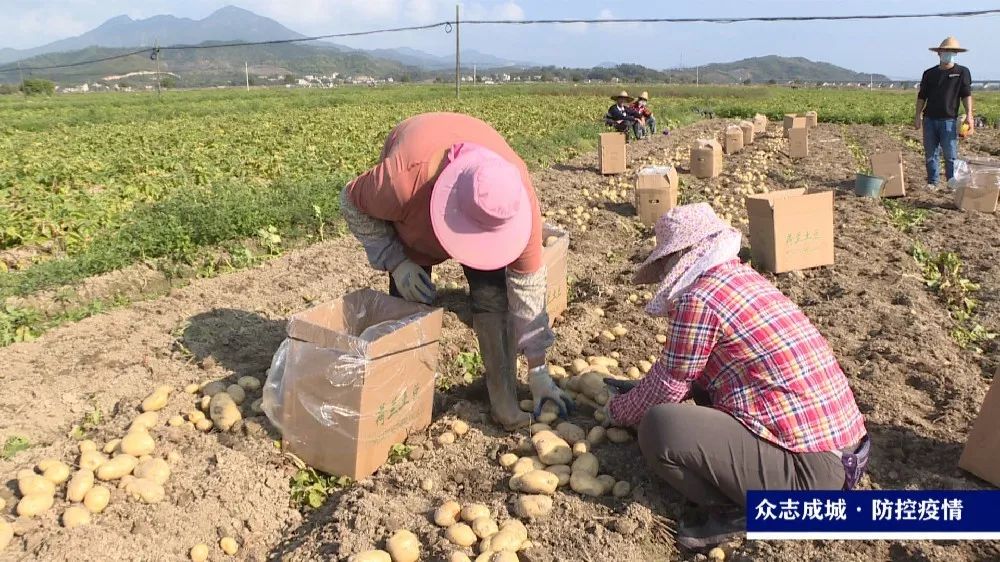 县领导到稔山镇实地督导冬种马铃薯春收和疫情防控工作