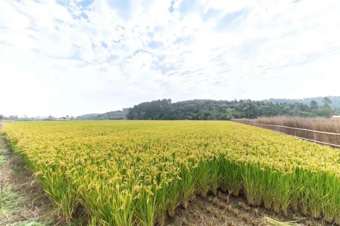 一手抓防疫,一手保供应!金坛茅山旅游度假区统筹保障菜篮子,米袋子!