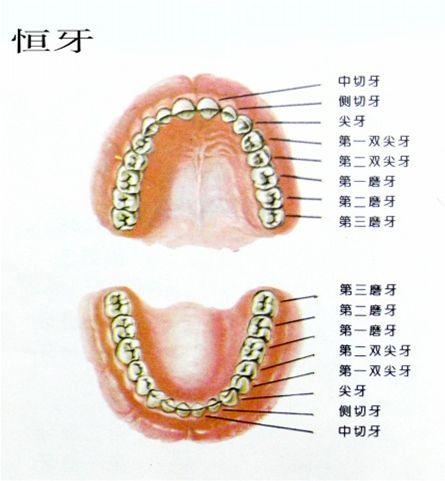梦回齿落，解析频繁梦见牙齿掉落背后的深层含义与健康关切