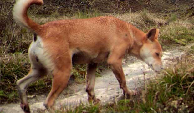 本来被认为已灭绝的古老犬种,现在又被人在隐秘山区发现