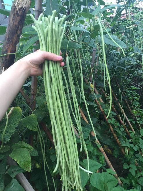 这个豇豆品种!荚最长1米以上!且无鼠尾,全国都能