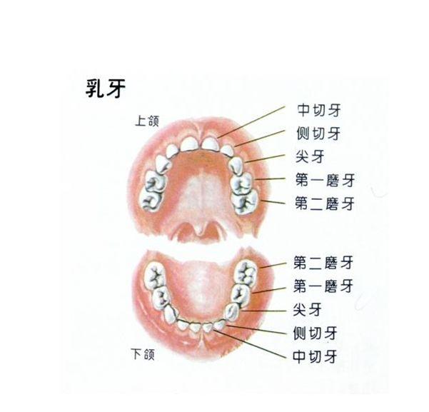 儿童牙齿健康调整饮食结构也很重要哦