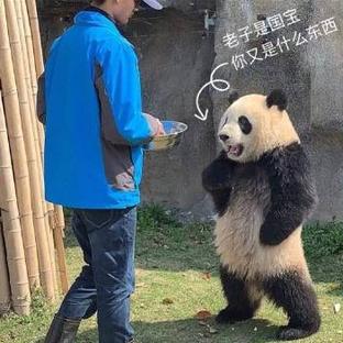 熊猫叉腰表情包合集请注意你跟老子说话的态度