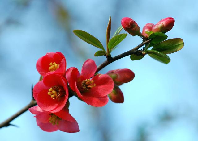 飞花令"花"|待春暖花开,共赏江城繁华