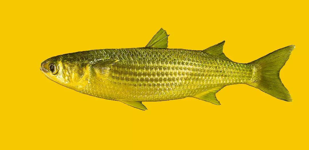 秦桧|秦桧的奸臣手册