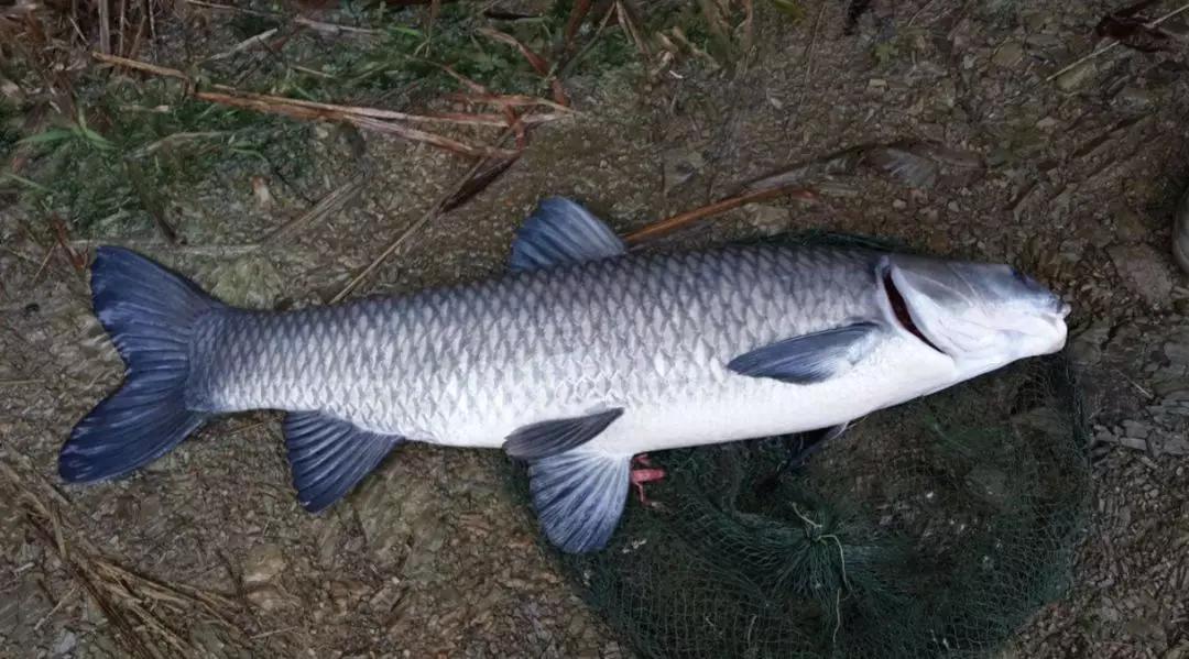 秦桧|秦桧的奸臣手册