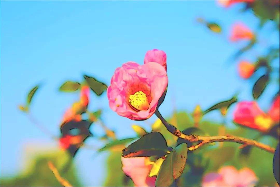 朗诵:茶花,春归正值花盛时