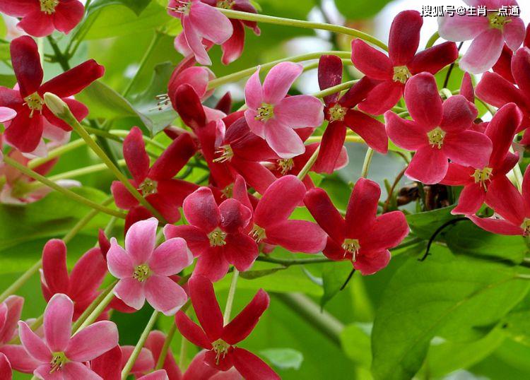 什么东西开花不结果 24d0a2689309496f9bd666b4bc51c85b.jpeg