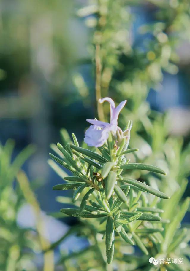 香草界中的大哥—迷迭香该怎么使用?